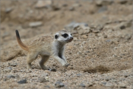 <p>SURIKATA (Suricata suricatta), ZOO Ústí nad Labem</p>
